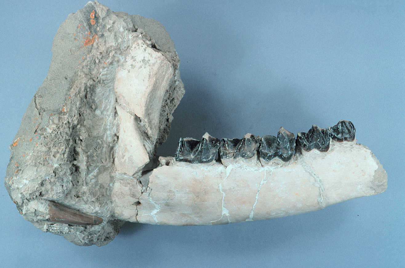 Subhyracodon occidentalis